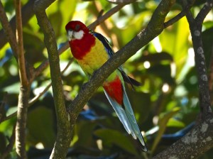 Eastern Rosella