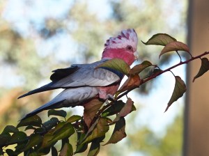 Galah