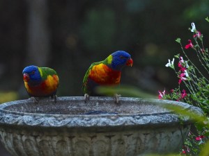 Rainbow Lorikeets