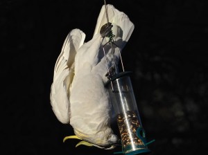Sulphur-crested Cockatoo