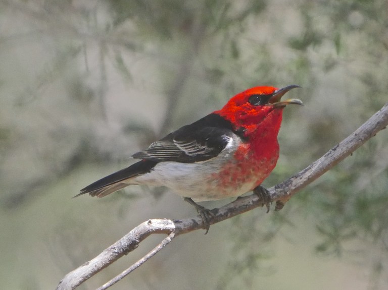 Scarlet Honeyeater Warrandyte 1