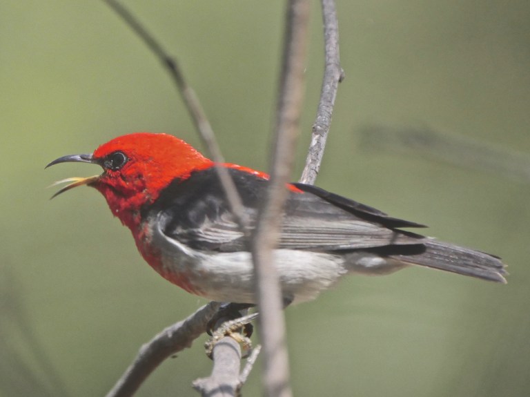 Scarlet Honeyeater Warrandyte 3