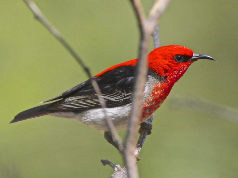 Scarlet Honeyeater Warrandyte 4