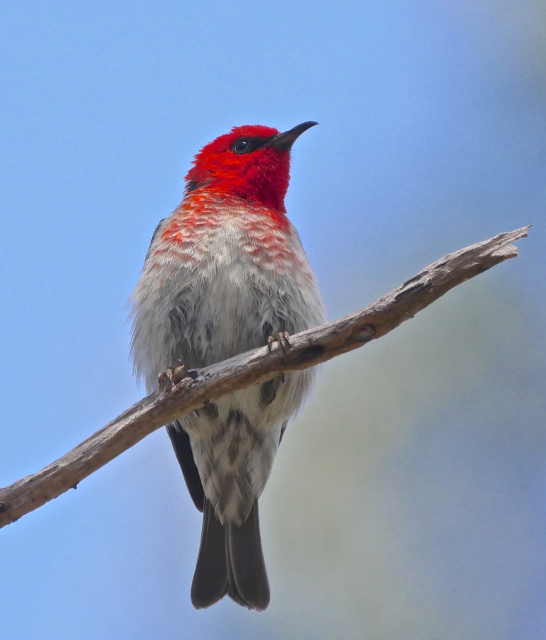 Scarlet Honeyeater Warrandyte 5