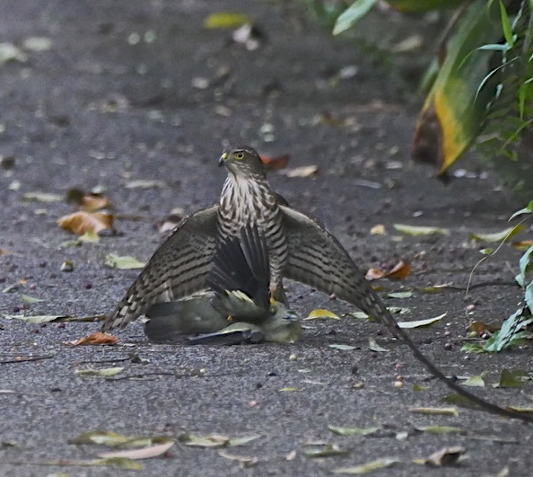 Japanese Sparrowhawk with Green Pidgeon