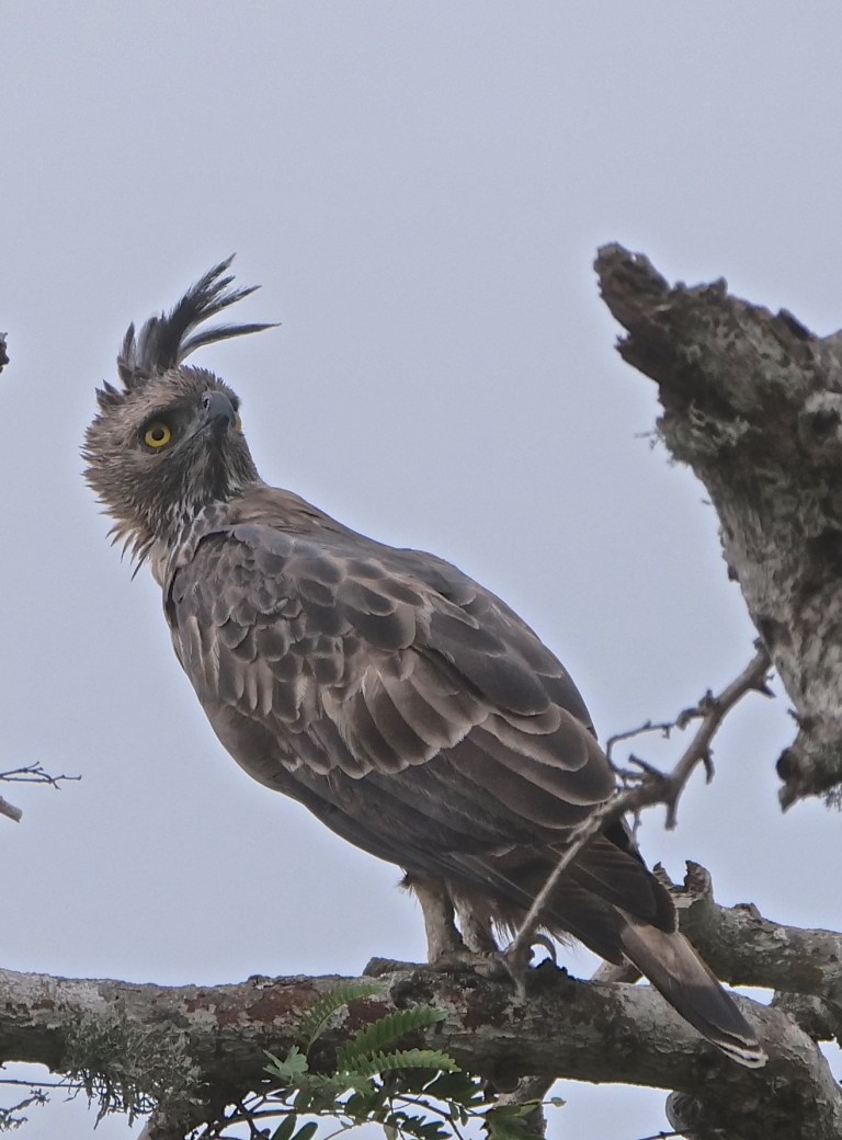 Changeable Hawk-Eagle P1086181