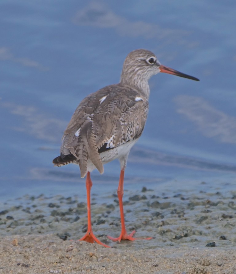 Common Redshank P1075974