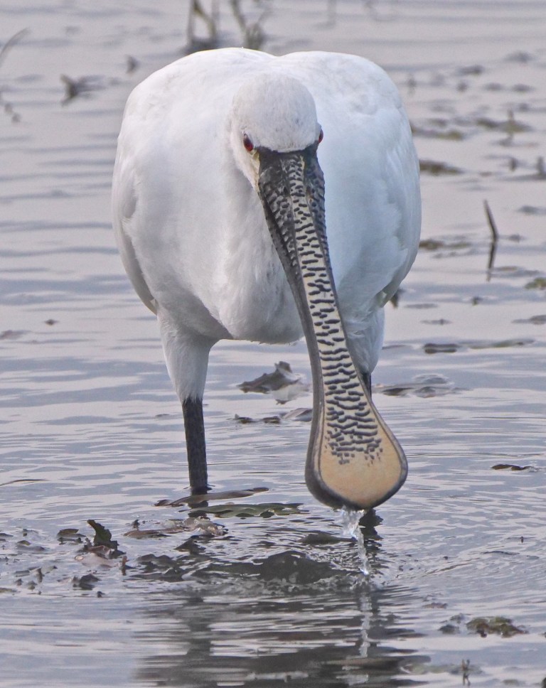 Eurasian Spoonbill P1075276