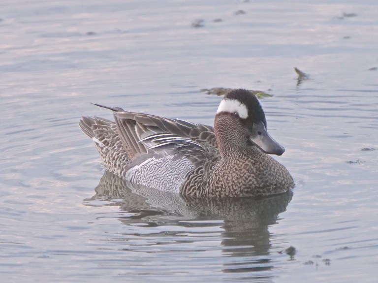 Garganey P1075208