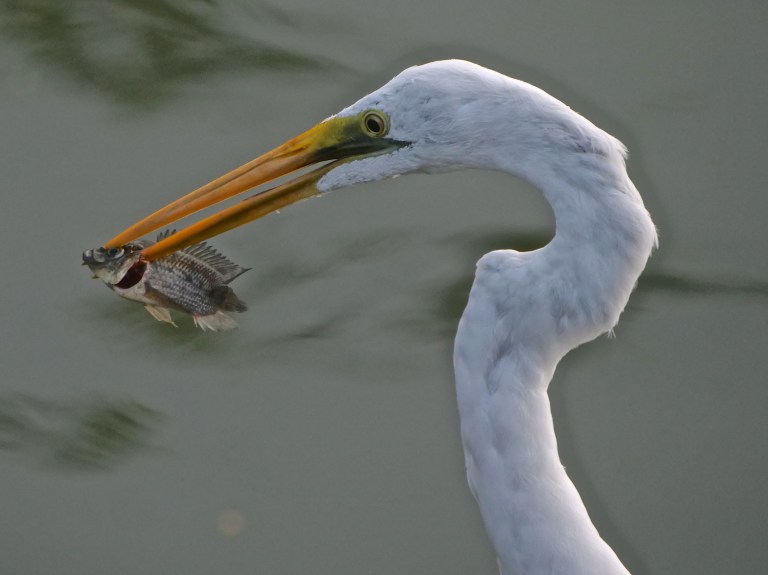 Great Egret P1075725