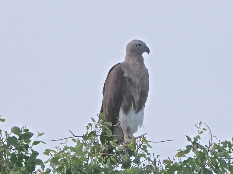 Grey-headed Fish-eagle P1075215