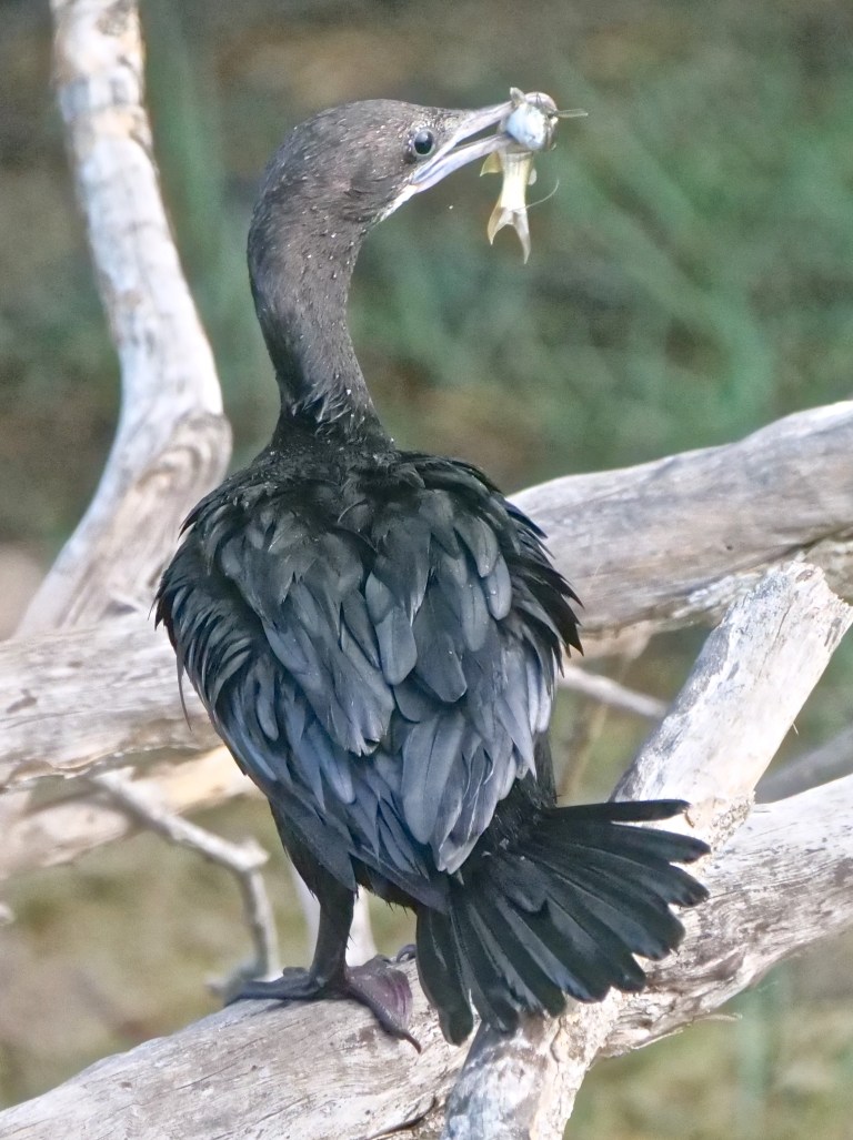 Indian Shag P1075708