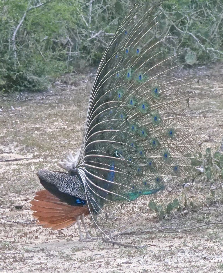 Pea Fowl P1075356
