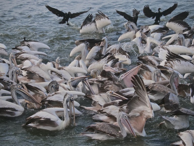 Pelicans and Cormorants P1075643