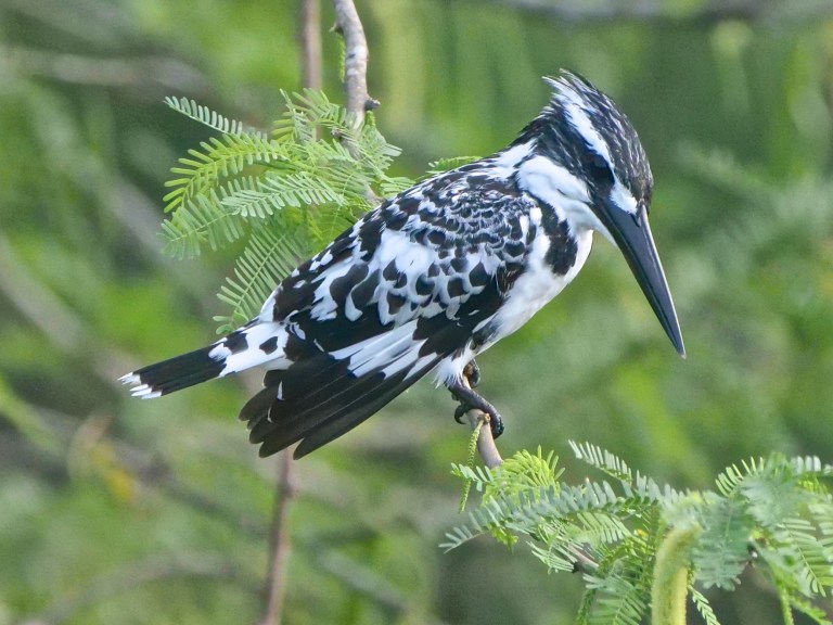 Pied Kingfisher P1075685