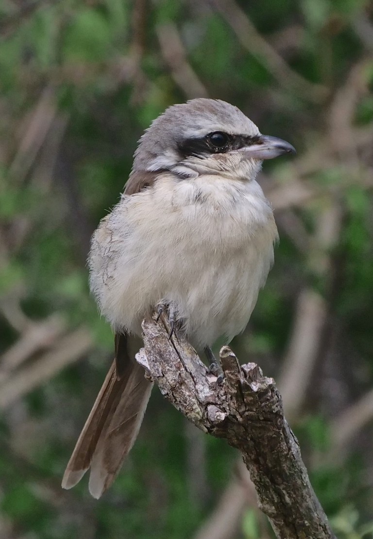 Sri Lankan Woodshrike P1075823