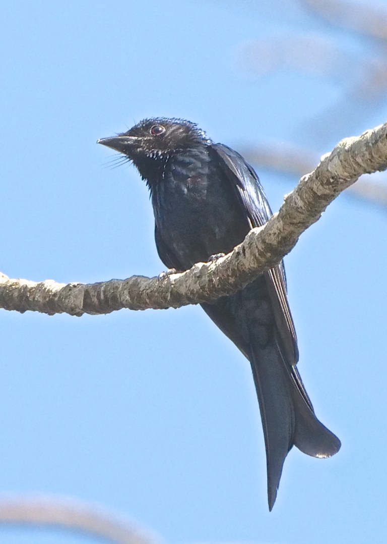 Ashy Drongo
