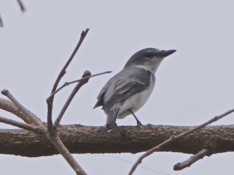 Ashy Minivet P1056769