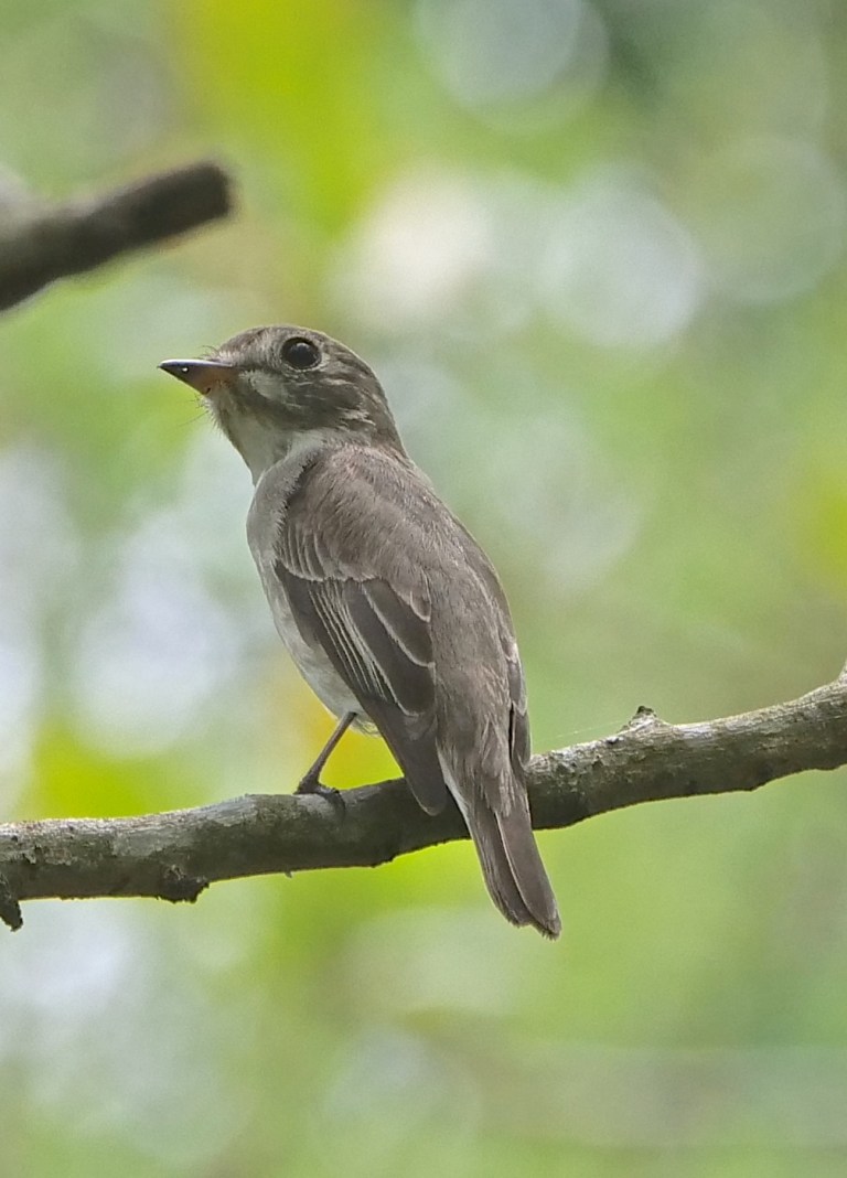 Asian Brown Flycatcher P1099318