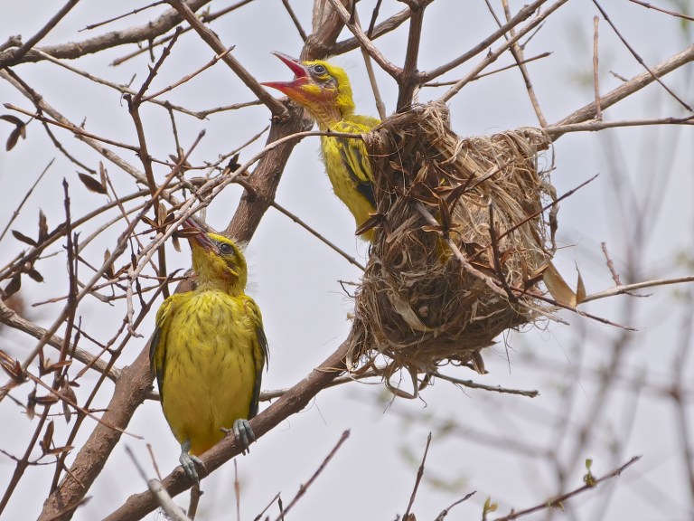 Black-naped Oriole fledglings P1055807