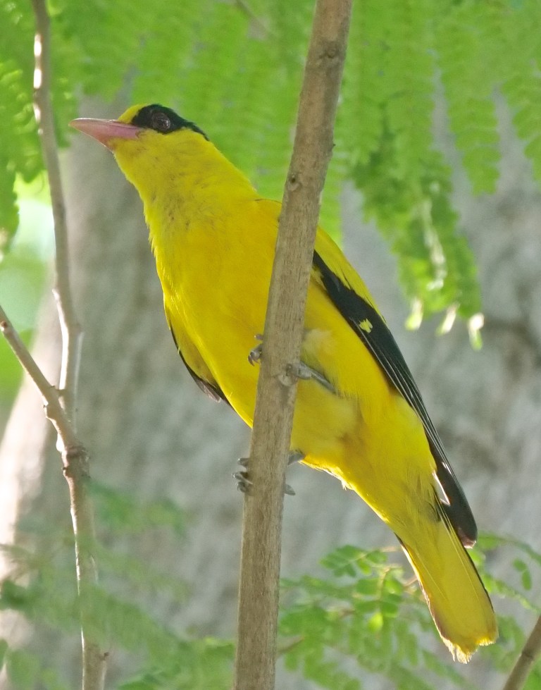 Black-naped Oriole P1099528