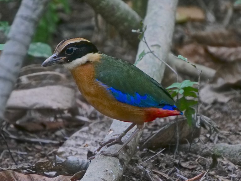 Blue-winged Pitta P1056527