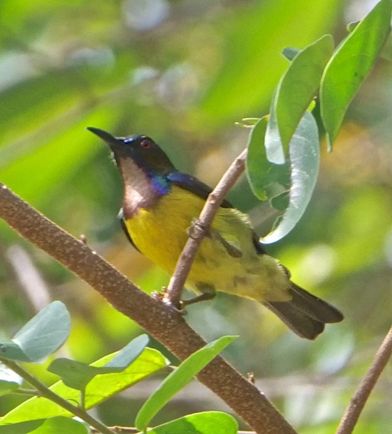 Brown-throated Sunbird P1067350