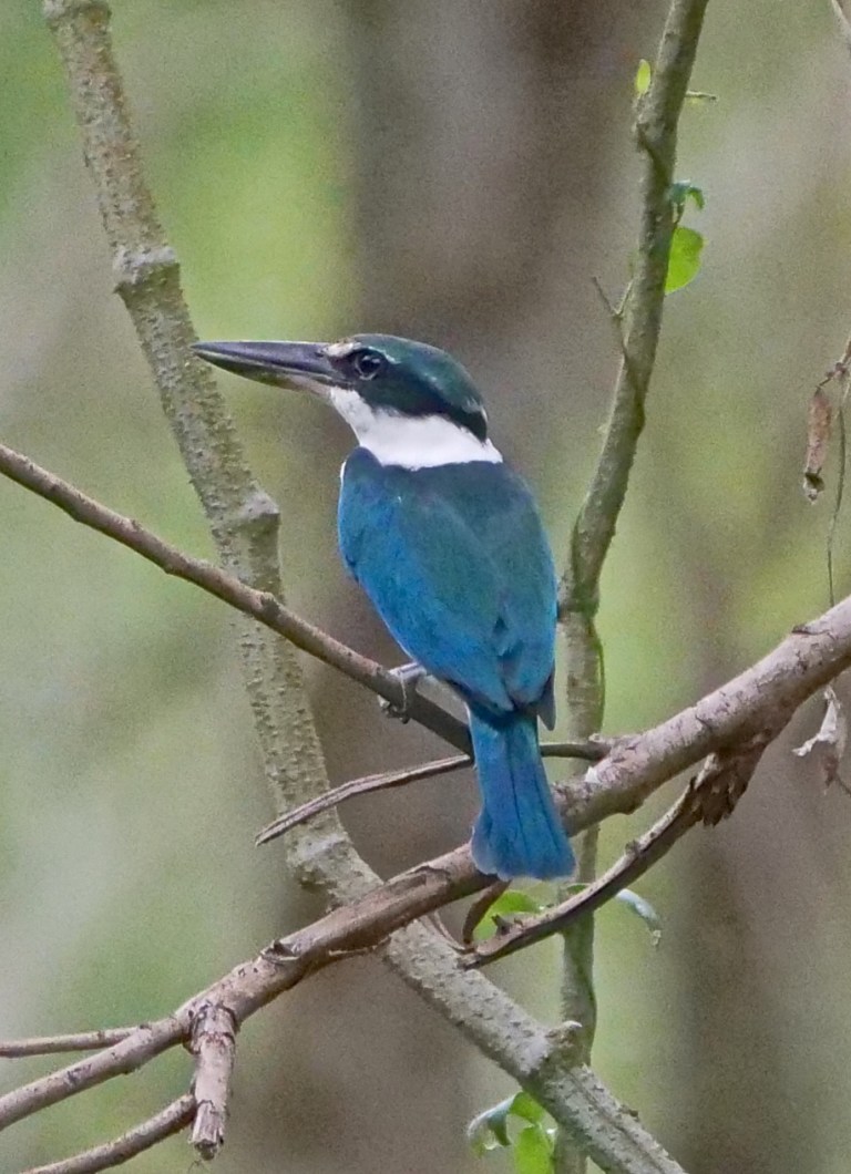 Collared Kingfisher P1066994
