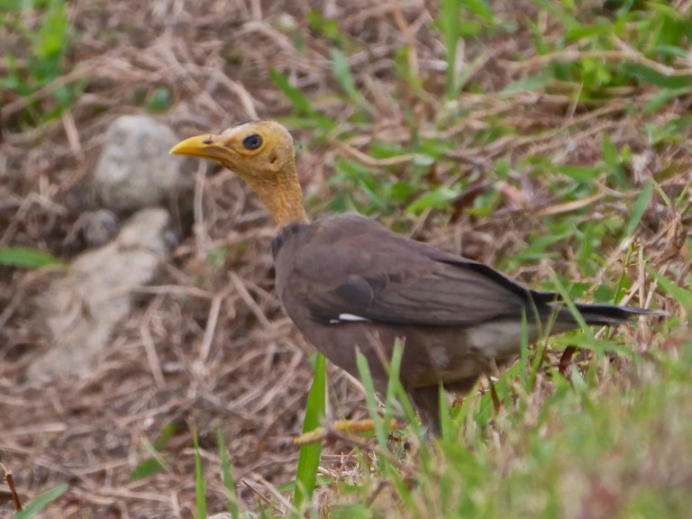 Common Myna (bald!) P1056720