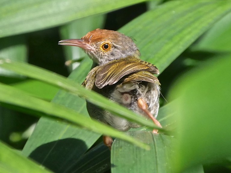 Common Tailorbird P1067296