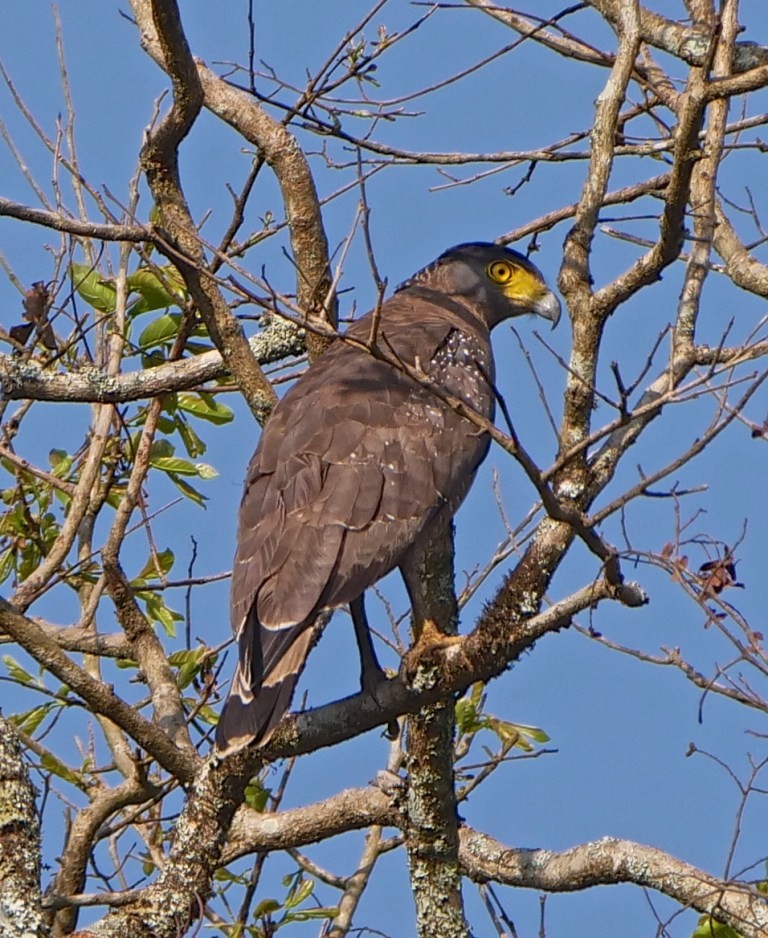 Crested Fish-eagle