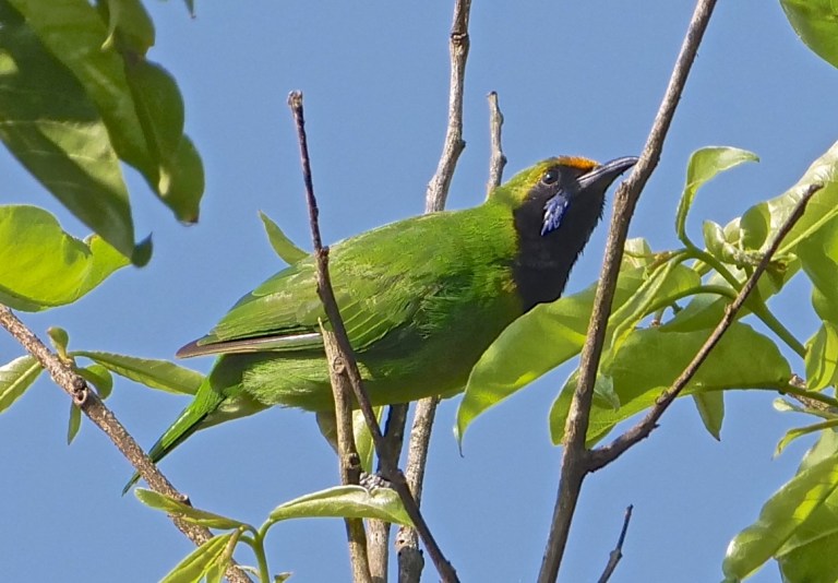 Golden-fronted Leafbird
