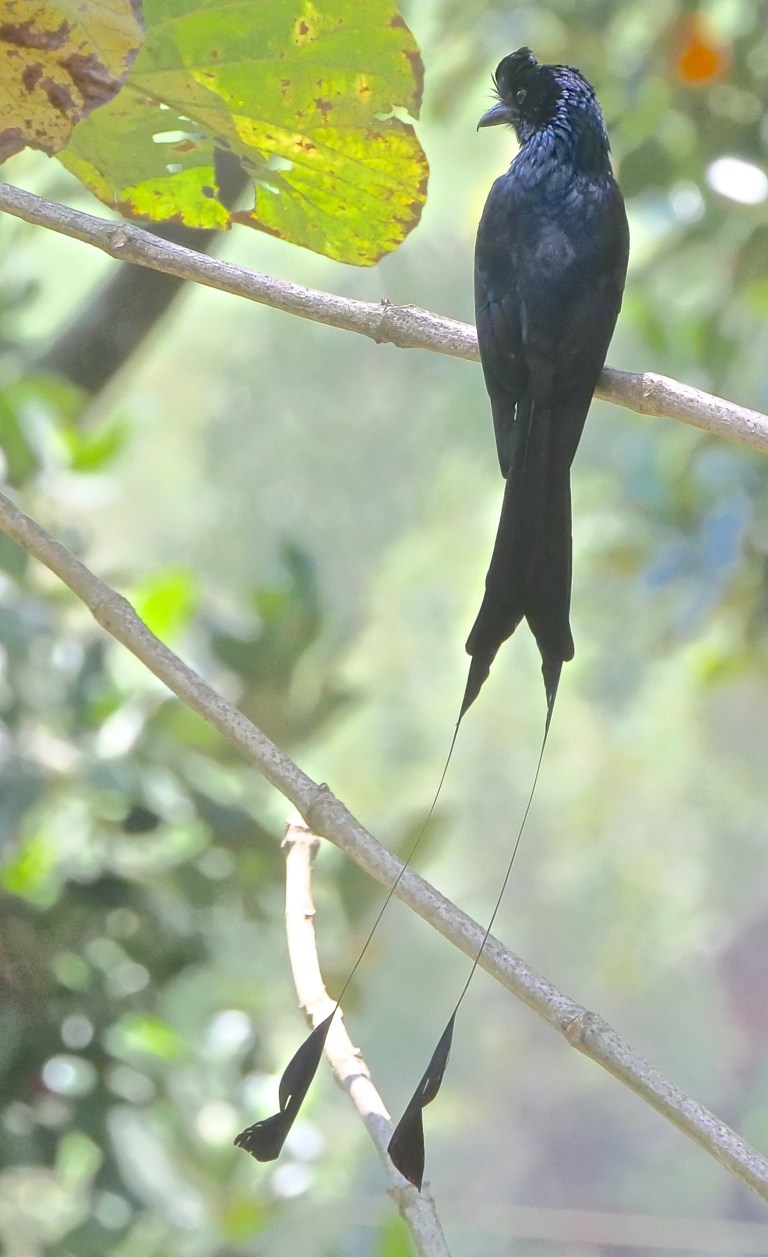 Greater Racket-tailed Drongo