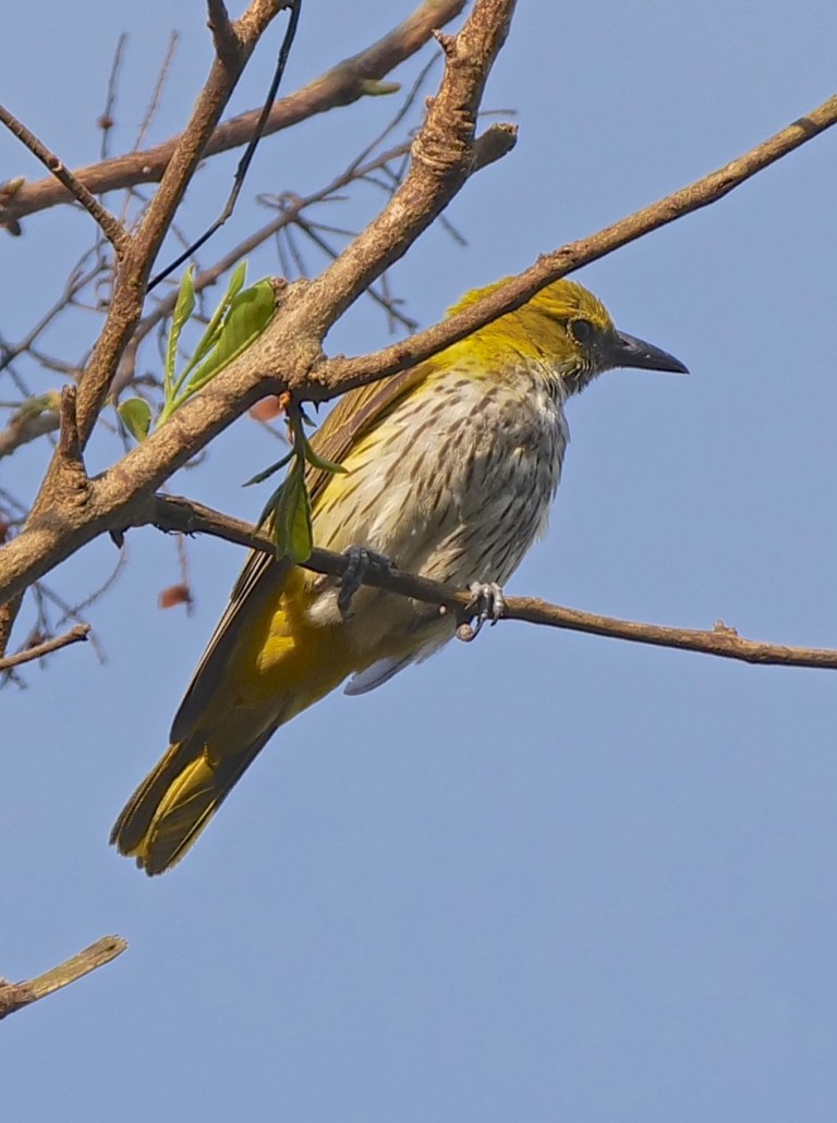 Indian Golden Oriole (fm)