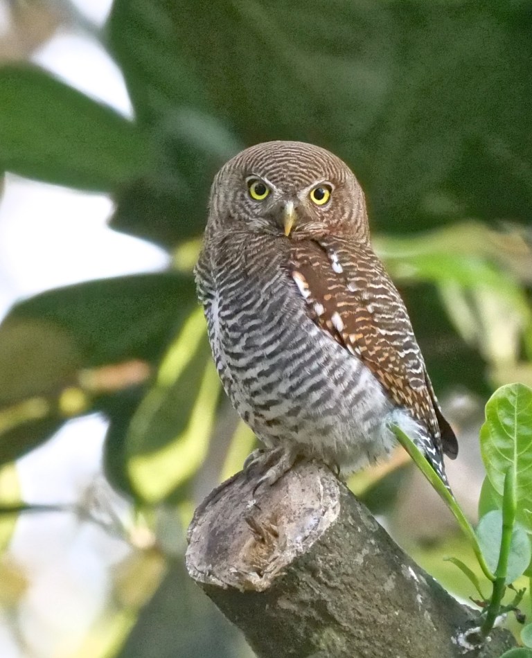 Jungle Owlet
