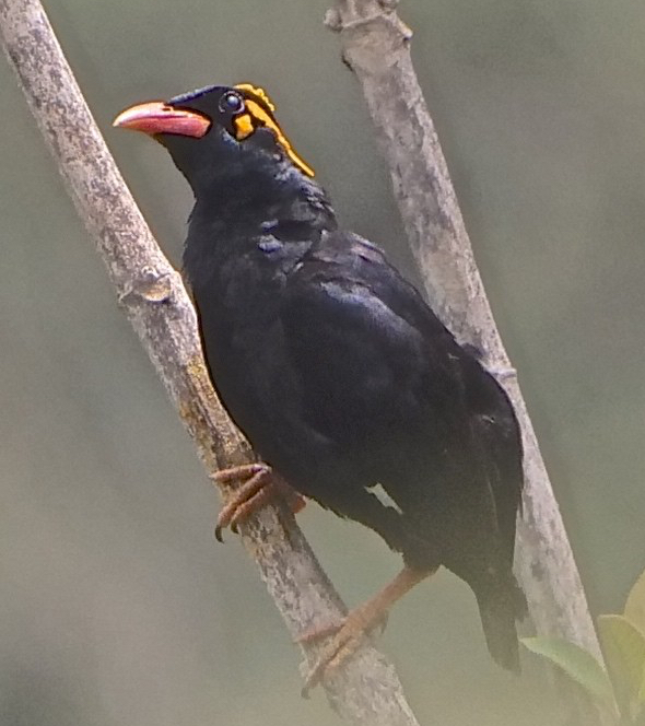 lesser-hill-myna.jpg