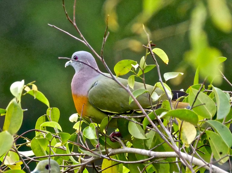 Little Green Pigeon P1056168