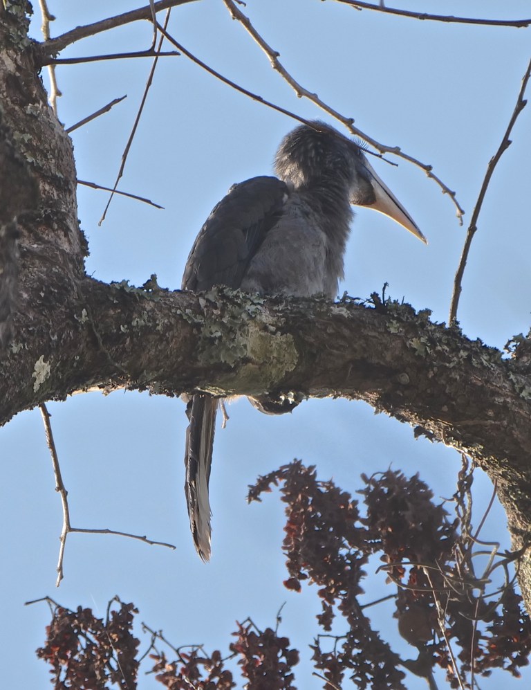 Malabar Grey Hornbill