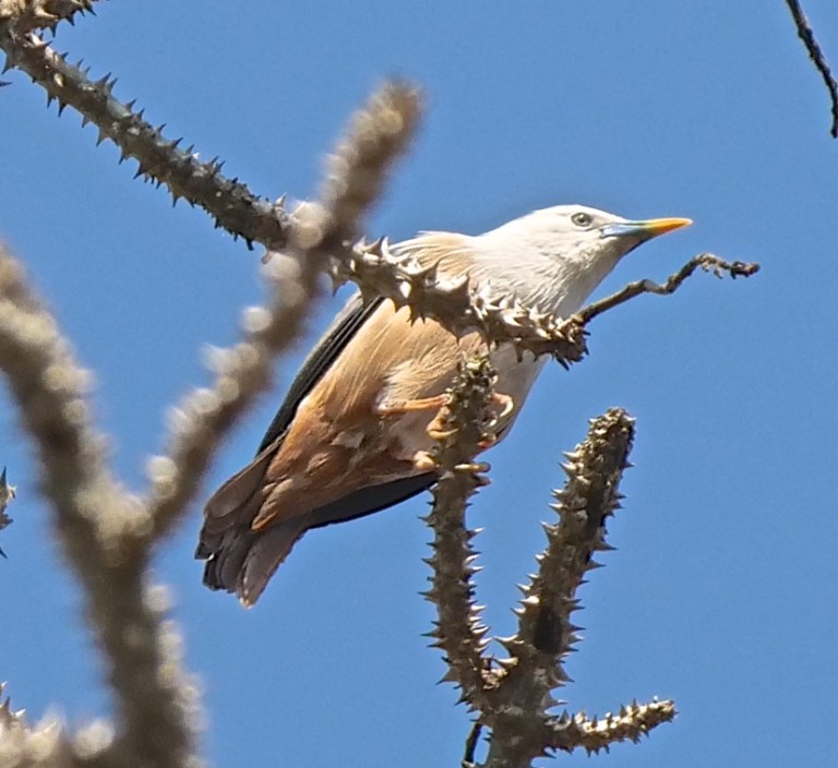 Malabar Starling