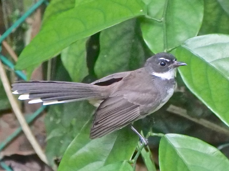 Malaysian Pied Fantail P1099596