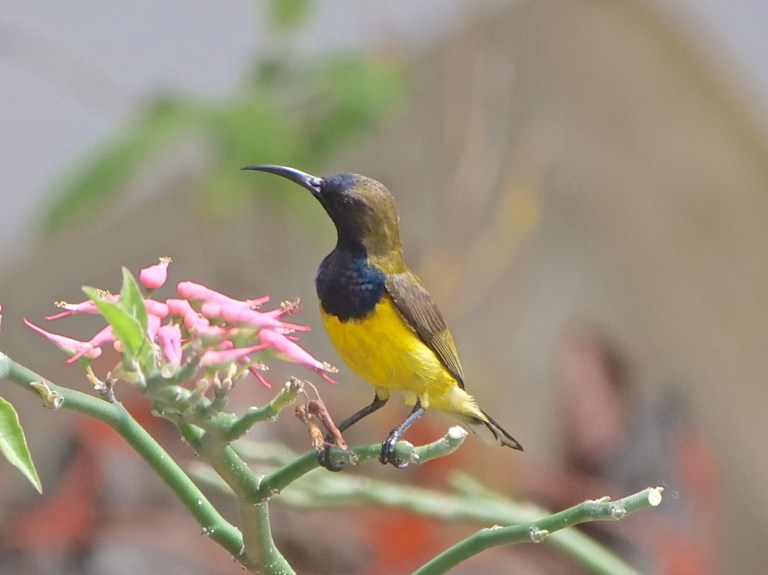 Olive-backed Sunbird P1099426