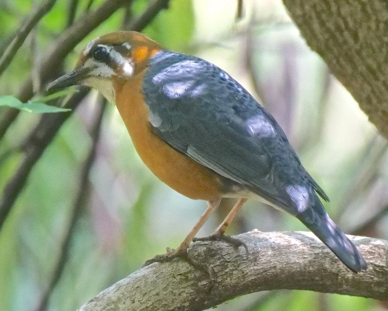 Orange-headed Thrush