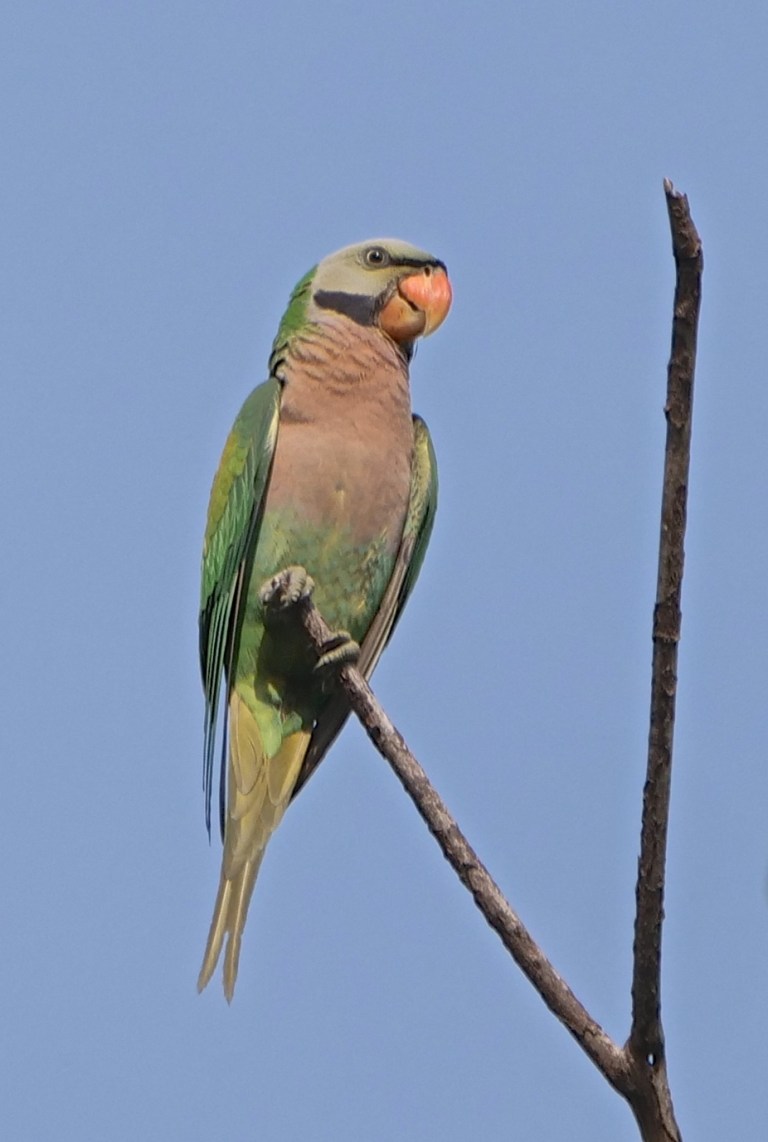 Red-breasted Parakeet P1099502