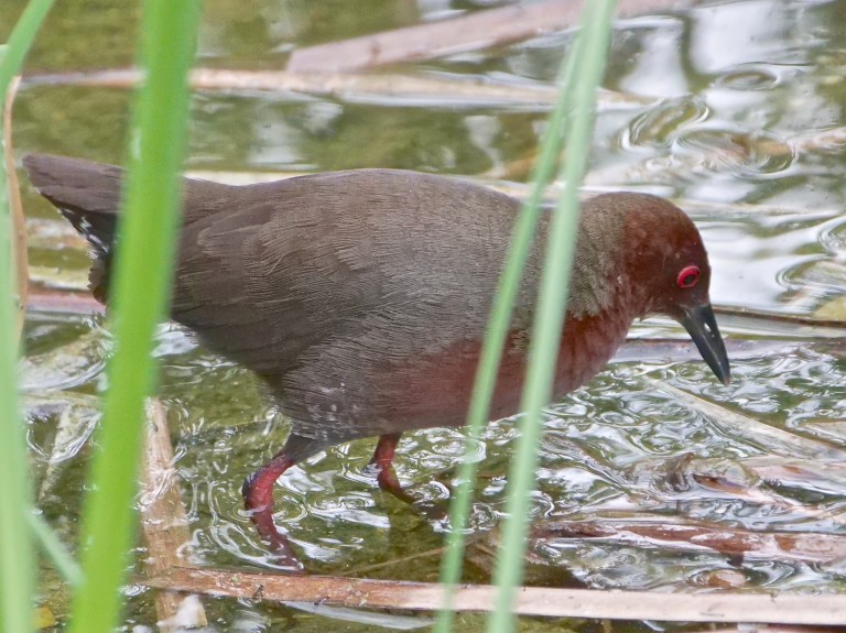 Ruddy-breasted Crake, Lorong Halus, SI P1067196
