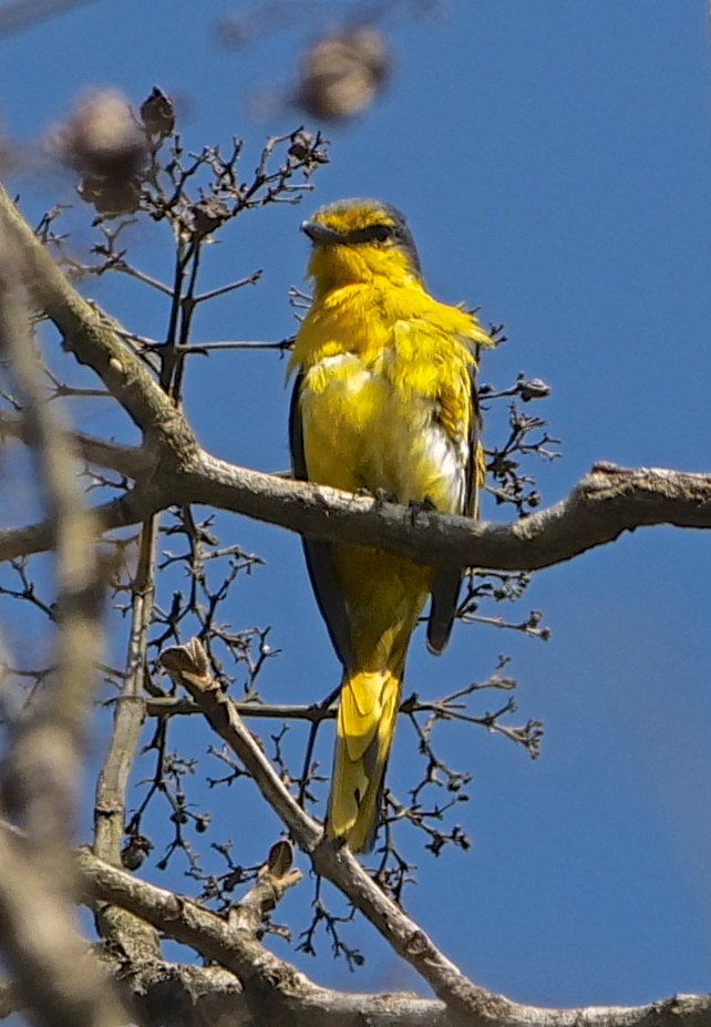 Scarlet Minivet (fm)