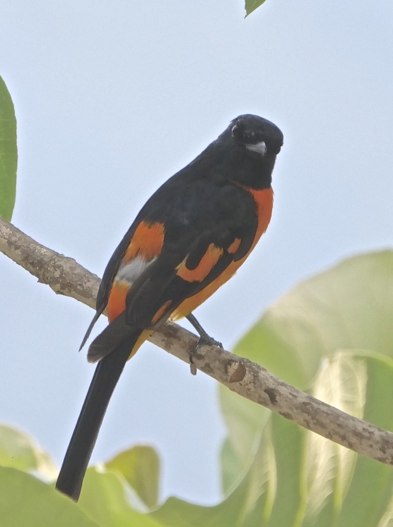 Scarlet Minivet (m)-