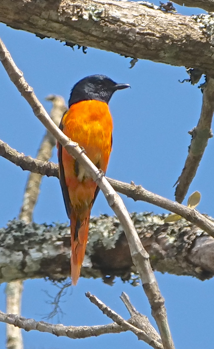 Scarlet Minivet (m)