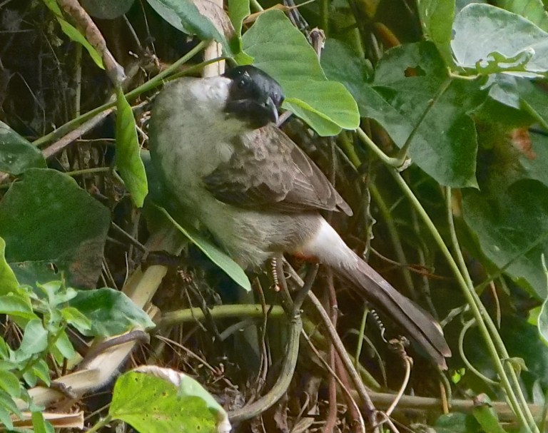 Sooty-headed Bulbul P1066960