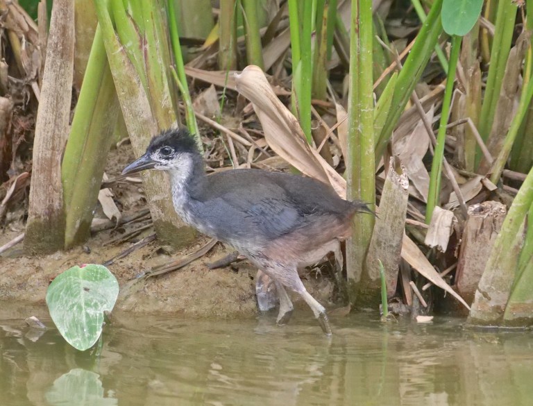 White-breasted Waterhen chick P1055324