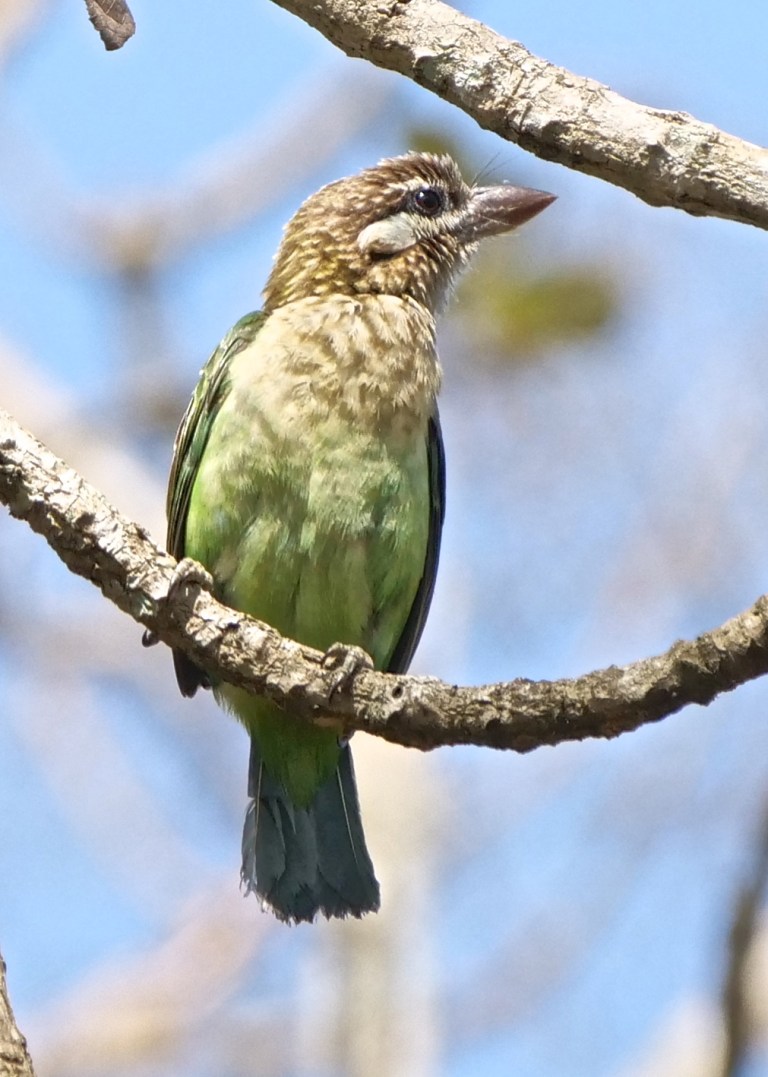 White-cheeked Barbet